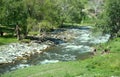 Mountain river flows in forest under bias Royalty Free Stock Photo