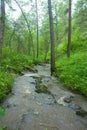 Mountain river flows in forest under a bias Royalty Free Stock Photo