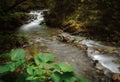 The mountain river flows through a green fairy forest Royalty Free Stock Photo