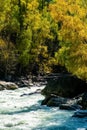 mountain river flows over the rocks. The rivers are altai. Nature is altai Royalty Free Stock Photo