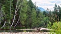 A mountain river at the foot of the hill with green trees, white clouds on blue sky, Altai Mountains, Kazakhstan Royalty Free Stock Photo