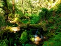 Trunk over stream with quiet waterfall in the middle of a green forest Royalty Free Stock Photo