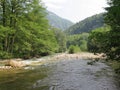 Mountain river in the forest