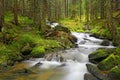Mountain river in green Carpathian forest Royalty Free Stock Photo