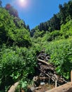 Mountain river among the green forest in summer. Amazing clouds against the blue sky. Fallen trees. Vertical photo. Arkhyz, Royalty Free Stock Photo