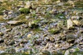 Mountain river with moss Royalty Free Stock Photo