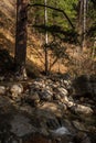 Mountain river in a pine forest. A sunny day in the forest Royalty Free Stock Photo