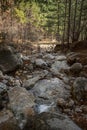 Mountain river in a pine forest. A sunny day in the forest Royalty Free Stock Photo