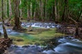 mountain river with rapids in the shady thick forest of Asia