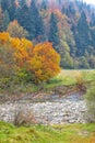 Mountain river with rapids and waterfalls at autumn time Royalty Free Stock Photo