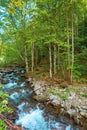 mountain river runs through forest Royalty Free Stock Photo