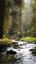 Mountain stream in the fairy forest Royalty Free Stock Photo