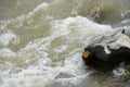 Rapid course of a mountain river.