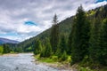 Mountain river in spruce forest Royalty Free Stock Photo