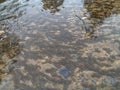 Mountain river stones and aquatic plants with reflection in surface