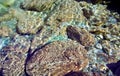 Mountain river. Stones and water of mountain river. The mountains are said Royalty Free Stock Photo