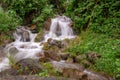 Mountain river stream waterfall fresh forest / Landscape nature plant tree rainforest jungle with rock and green mos in the