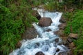 Mountain river stream waterfall fresh forest / Landscape nature plant tree rainforest jungle with rock and green mos in the