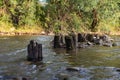 mountain river, strong current, tree stumps, stones in the river, trees in the background Royalty Free Stock Photo