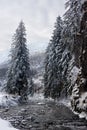 Mountain river surrounded by trees covered in snow