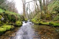 Mountain river with trees and abundant moss on the rocks. River landscape Royalty Free Stock Photo