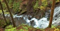 Mountain river waterfall in wild Carpathian forest Royalty Free Stock Photo