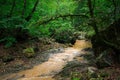 The mountain river in the woods near the North Caucasus Royalty Free Stock Photo