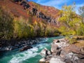 mountain river and yellow trees in autumn colors in fall time Royalty Free Stock Photo