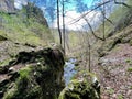 Mountain river at Zlatibor Royalty Free Stock Photo