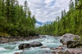 Mountain rivulet in Siberian dark coniferous taiga. August