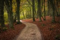 Mountain road in the autumn forest of Canfaito