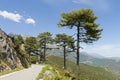 Mountain road in central Corsica, France Royalty Free Stock Photo