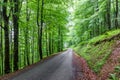 Mountain road through dense beech tree forest Royalty Free Stock Photo