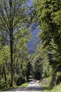 Mountain road down through the forest