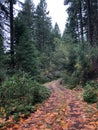 Mountain road fall colors and ferns portrait tall trees Royalty Free Stock Photo