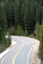 Mountain Road Framed with Pine Trees Royalty Free Stock Photo