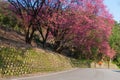 A mountain road full of sakura, bicyclists ride over