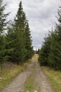 Gravel road at the edge of a green forest Royalty Free Stock Photo