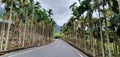 Mountain road palm trees