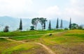 Mountain road with pine tress and grass landscape