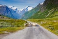 Mountain road with sheeps and snowy mountains on the background Royalty Free Stock Photo