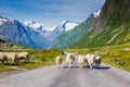 Mountain road with sheeps and snowy mountains on the background Royalty Free Stock Photo