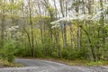 Dogwood Trees bloom in a green forest in the Smokies. Royalty Free Stock Photo