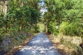 Mountain road surrounded by very green vegetation of typical trees of an Atlantic forest, in Galicia, Spain Royalty Free Stock Photo