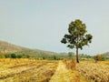 Mountain ,road ,tree ,sky ,farmland