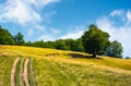 Mountain road uphill along the forest Royalty Free Stock Photo