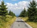 Mountain road through young forest in Europe