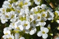 Mountain rock cress Schneehaube