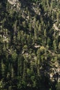 Mountain rocky slope overgrown with coniferous forest form a pattern of pine trees Royalty Free Stock Photo