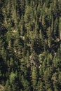 Mountain rocky slope overgrown with coniferous forest form a pattern of pine trees Royalty Free Stock Photo